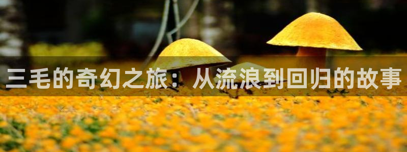 哔咔哔咔漫画打不开：三毛的奇幻之旅：从流浪到回归的故事